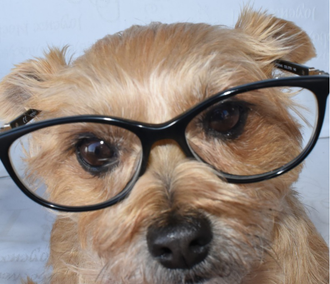 OFTALMO·LOGIK Perro con gafas